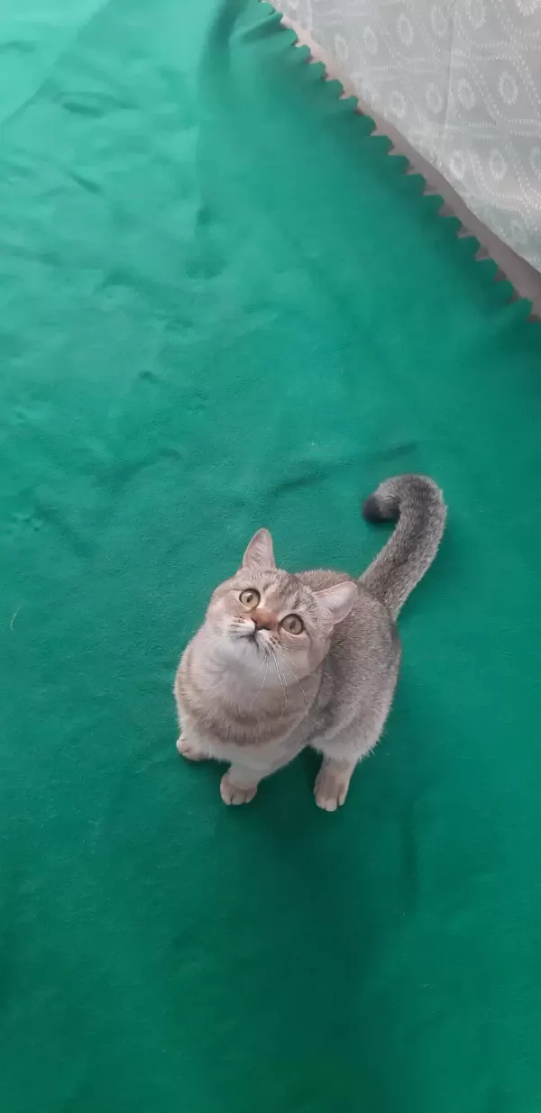 Black Golden British Shorthair