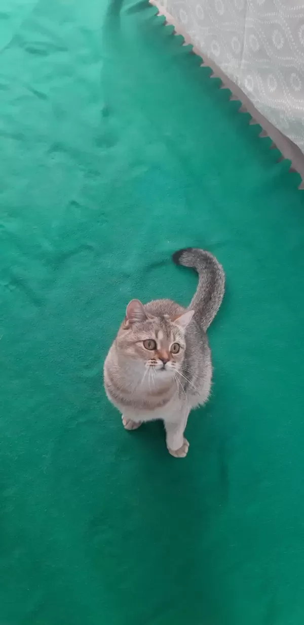 Black Golden British Shorthair