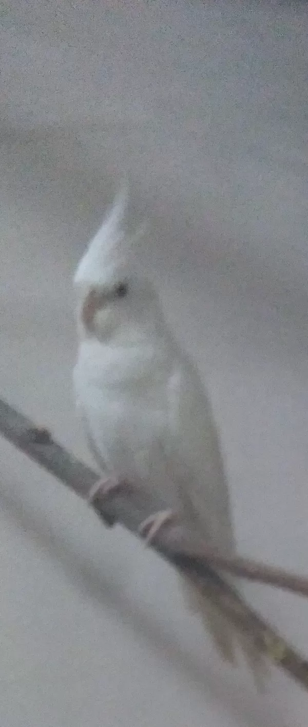 Lutino Albino Eş Sultan Papağanlari