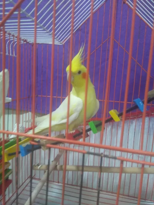 Lutino Albino Eş Sultan Papağanlari