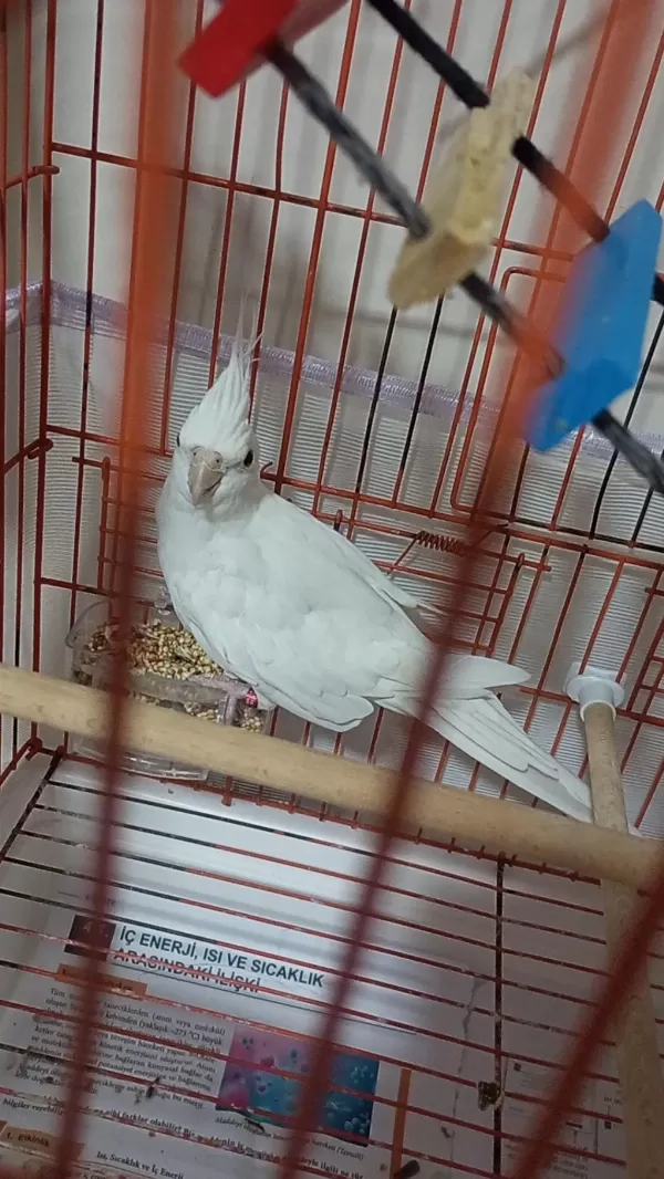 Kampanyali Albino - Grey Sultan Papağanlari