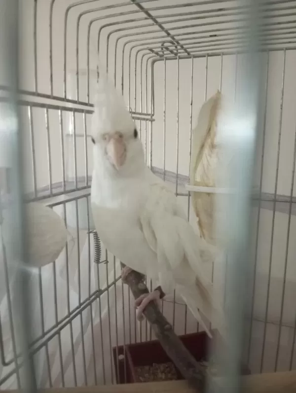 Kampanyali Albino - Grey Sultan Papağanlari