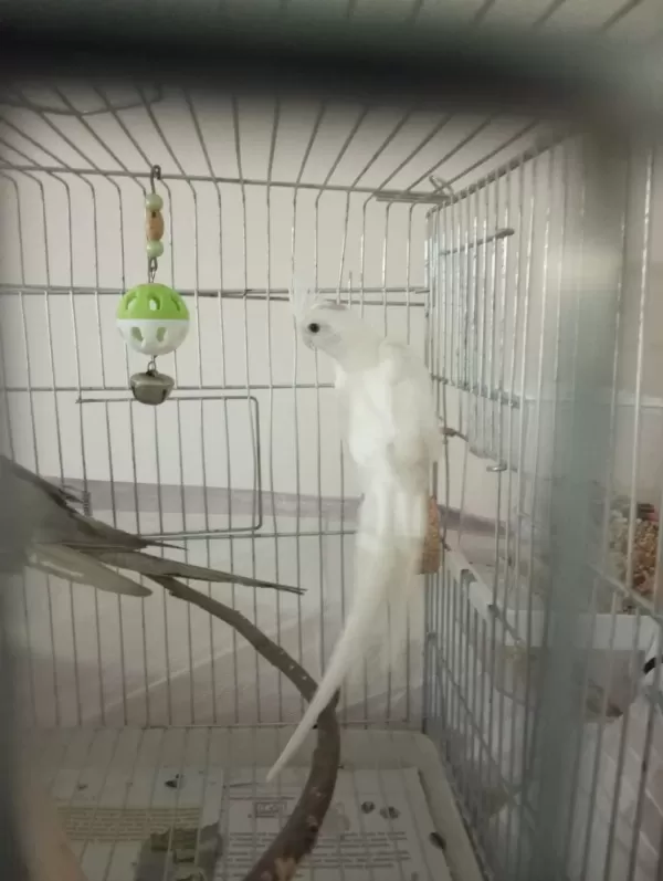 Kampanyali Albino - Grey Sultan Papağanlari