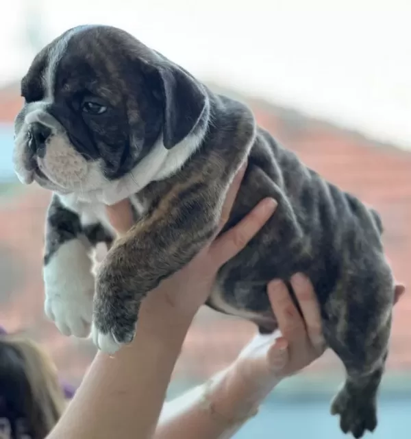 Üst Düzey Ingiliz Bulldog Bebeğimiz