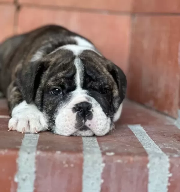 Üst Düzey Ingiliz Bulldog Bebeğimiz
