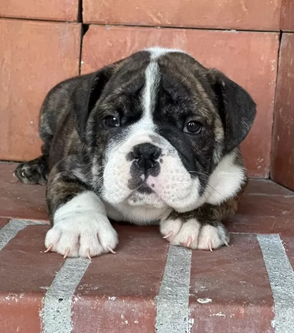Üst Düzey Ingiliz Bulldog Bebeğimiz