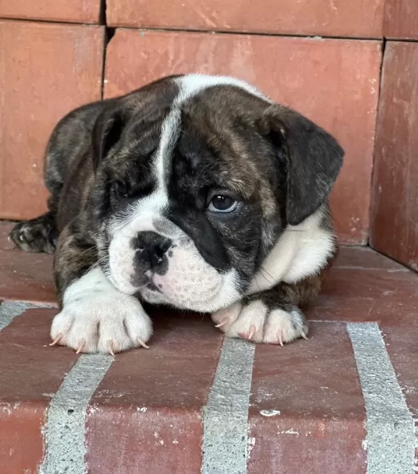 Üst Düzey Ingiliz Bulldog Bebeğimiz