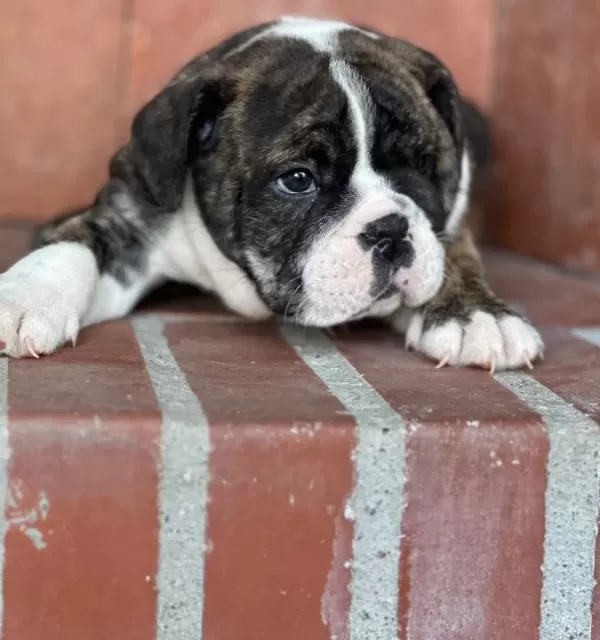 Üst Düzey Ingiliz Bulldog Bebeğimiz