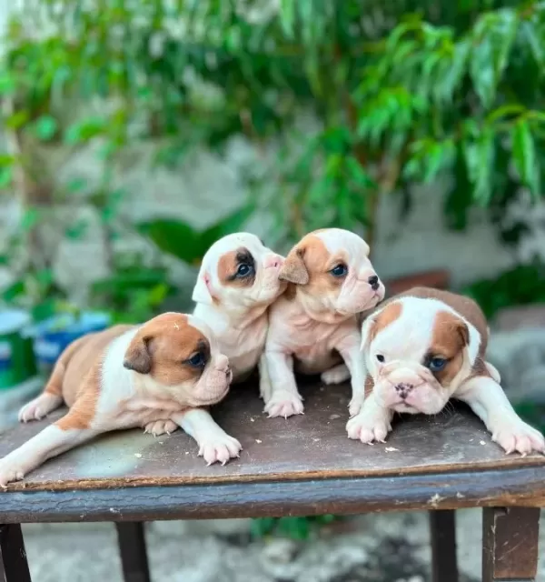 Kaliteli I Ngiliz Bulldog Yavruları Sağlıklı Ve Irk Özellik