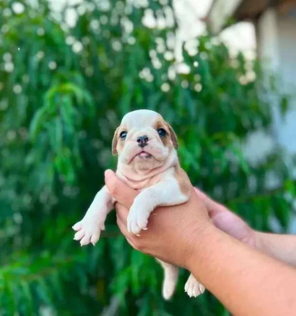Kaliteli I Ngiliz Bulldog Yavruları Sağlıklı Ve Irk Özellik