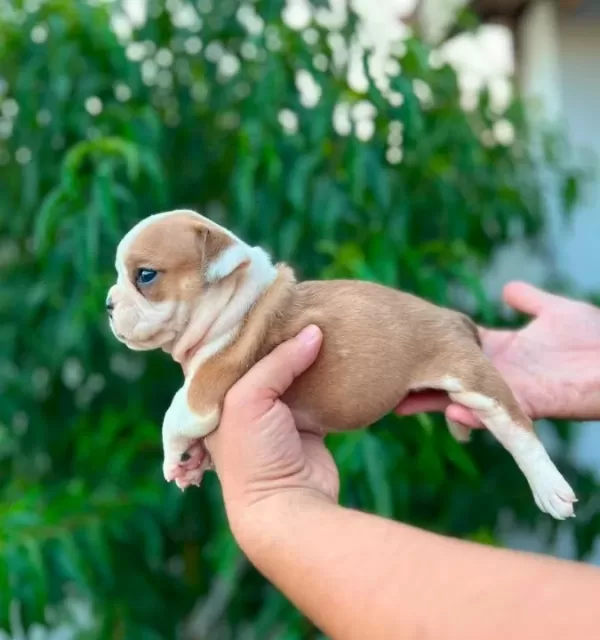 Kaliteli I Ngiliz Bulldog Yavruları Sağlıklı Ve Irk Özellik