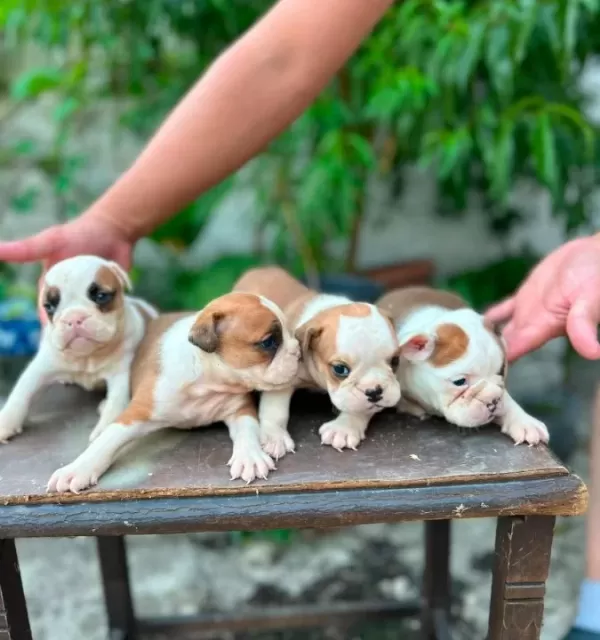 Kaliteli I Ngiliz Bulldog Yavruları Sağlıklı Ve Irk Özellik