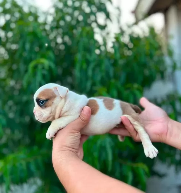 Kaliteli I Ngiliz Bulldog Yavruları Sağlıklı Ve Irk Özellik