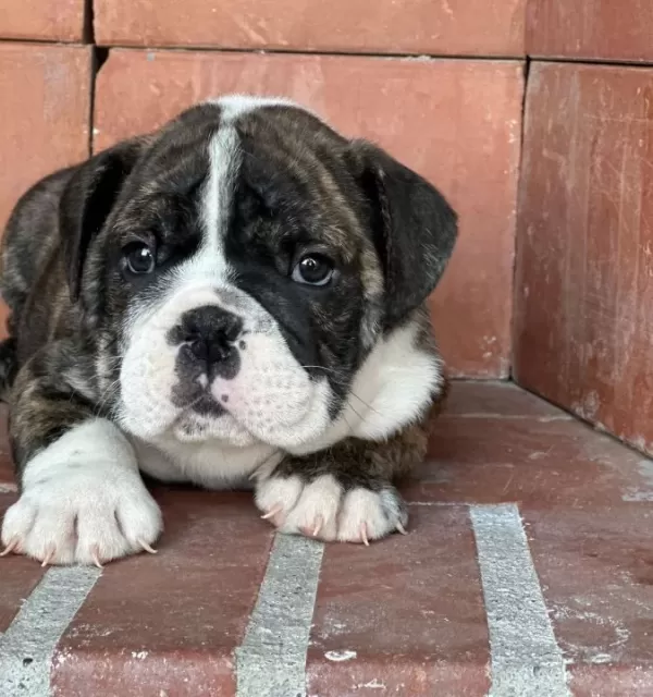 A Kalite I Ngiliz Bulldog Bebek