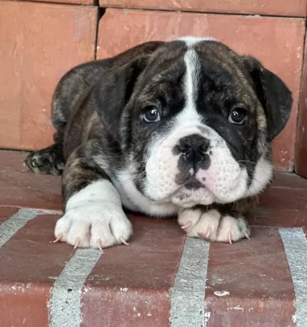 A Kalite I Ngiliz Bulldog Bebek