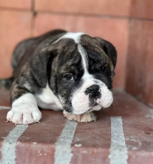 A Kalite I Ngiliz Bulldog Bebek