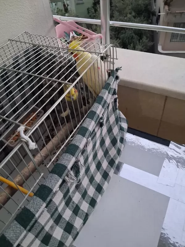 Kafesli Ful Yumurtlamaya Yakin Çift Sultan Papağani
