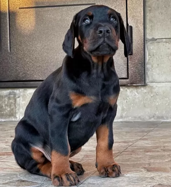 Ev Ve Bahçeniz İçin Doberman Kapıda Ödeme Mevcuttur