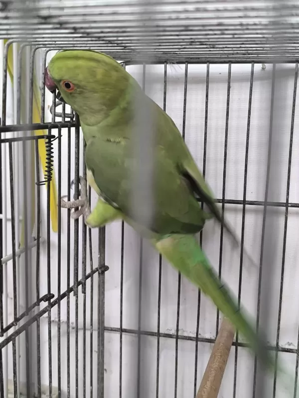 Pakistan Papağani Evcil Değildir