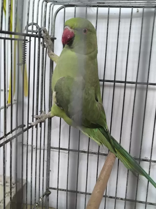 Pakistan Papağani Evcil Değildir