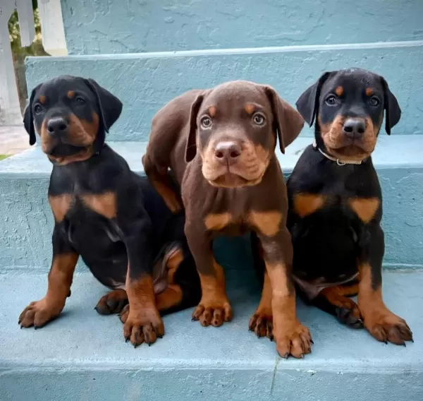 Ev Ortamında Yetiştirilmiş Doberman Yavrularımız