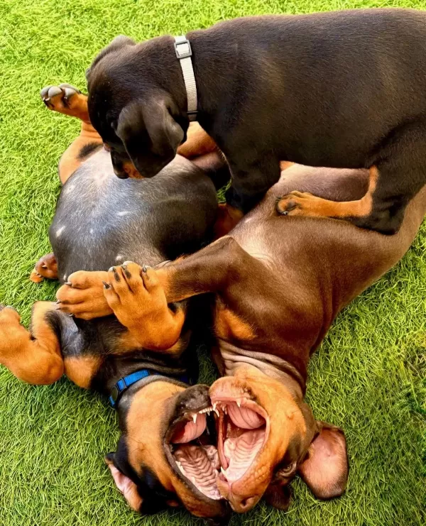 Ev Ortamında Yetiştirilmiş Doberman Yavrularımız