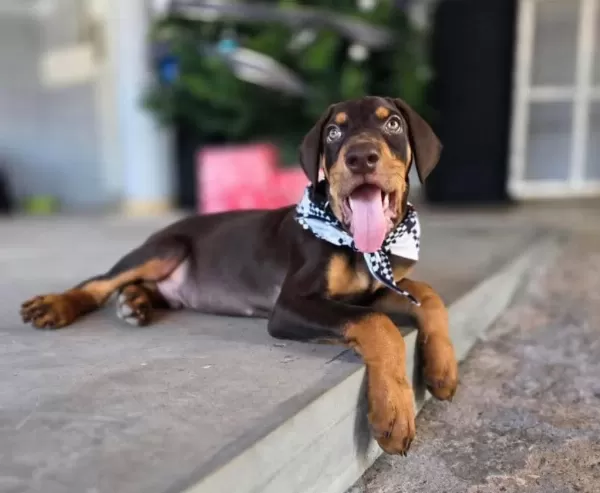 Ev Ortamında Yetiştirilmiş Doberman Yavrularımız