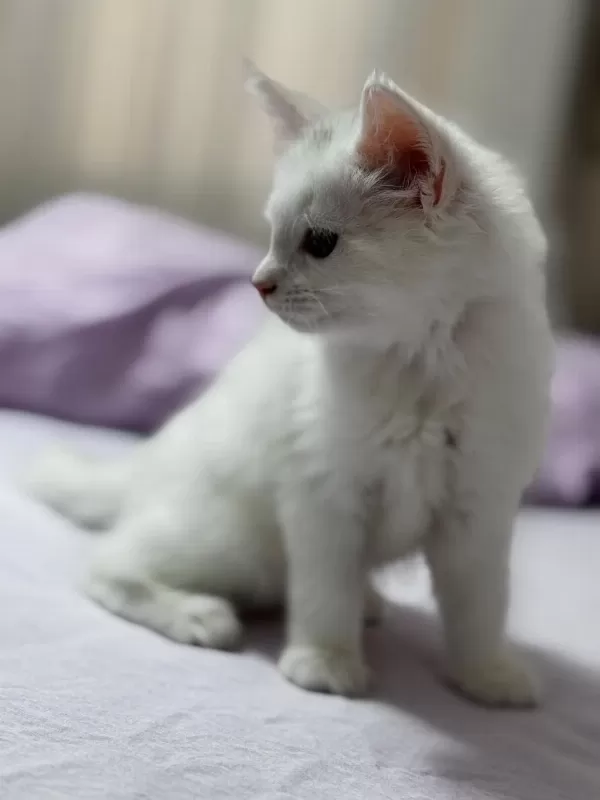 Beyaz Prenses Maine Coon