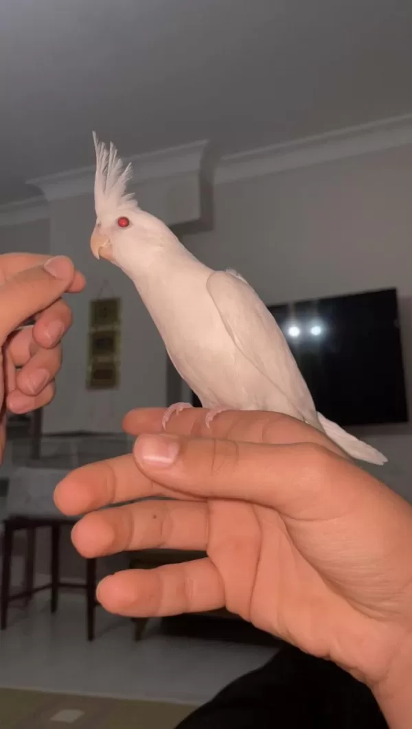 Albino Sultan Papağanı Evcil