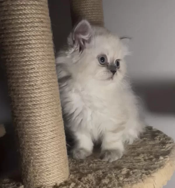 British Longhair İkiz Kardeşler