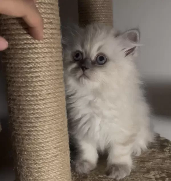 British Longhair İkiz Kardeşler
