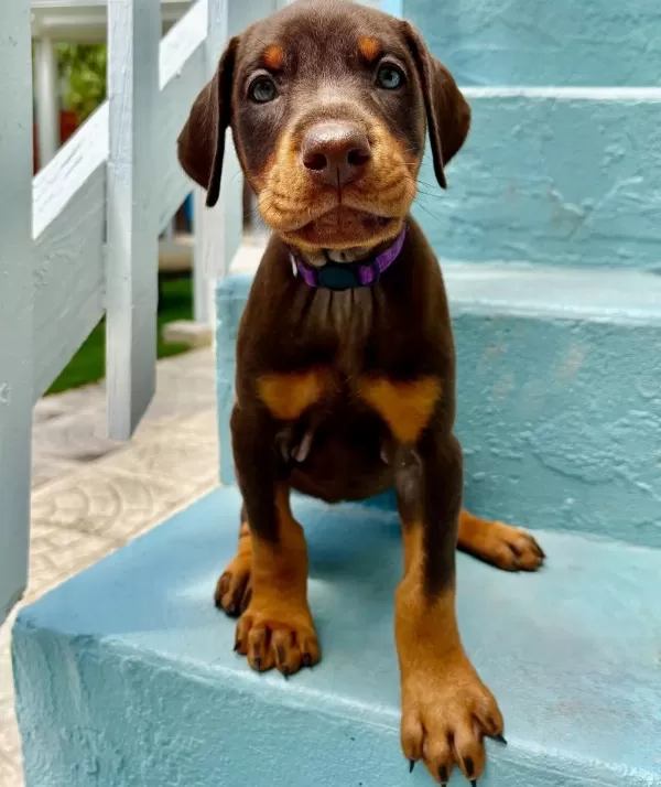 Muhteşem Doberman Bebekler Güvenli Kapıya Teslim