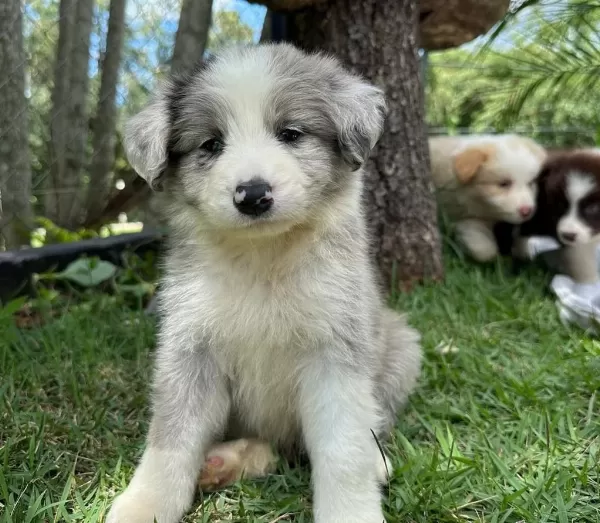 Muhteşem Border Collie Bebekler Güvenli Kapıya Teslim
