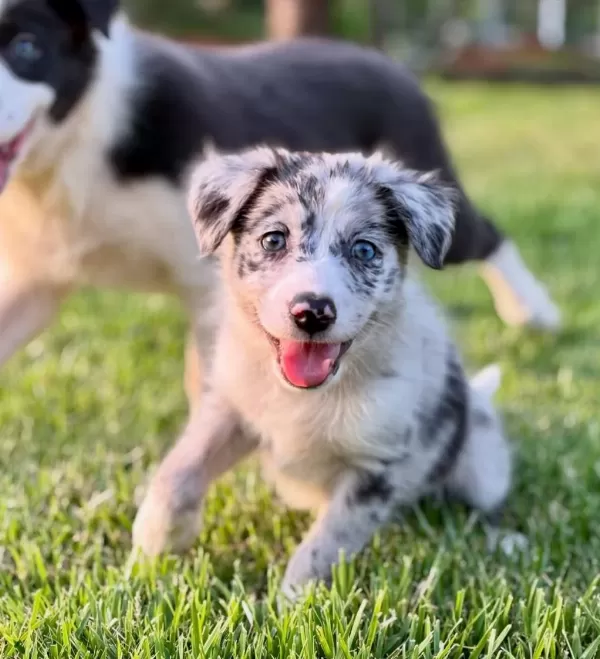 Muhteşem Border Collie Bebekler Güvenli Kapıya Teslim