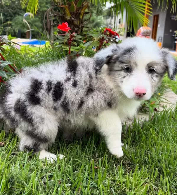 Muhteşem Border Collie Bebekler Güvenli Kapıya Teslim