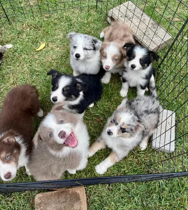 Muhteşem Border Collie Bebekler Güvenli Kapıya Teslim