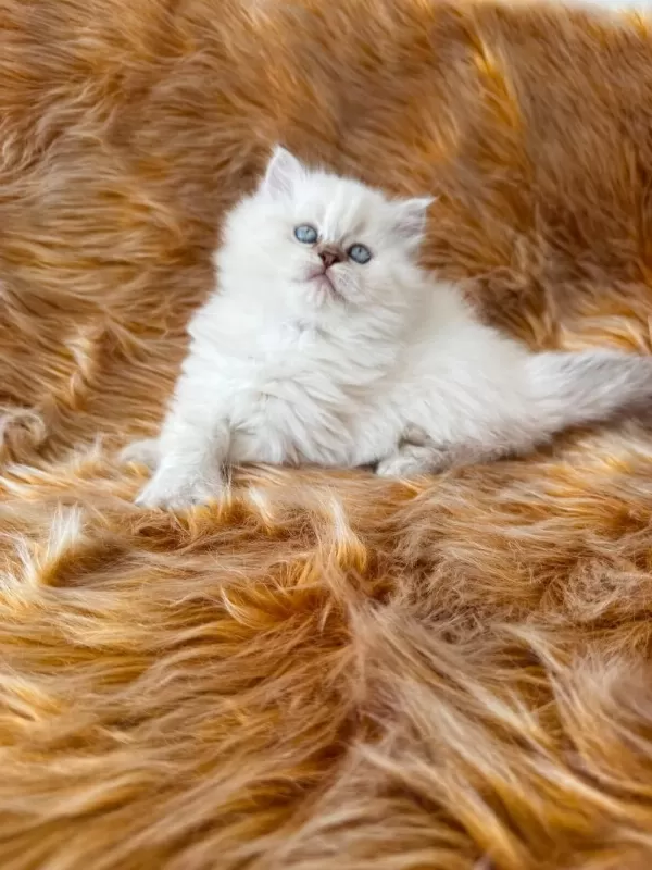 57 Günlük Dişi British Longhair