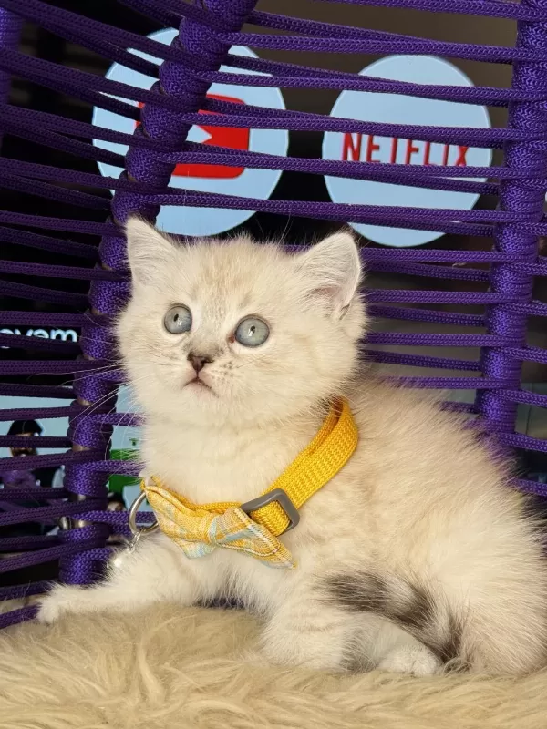 British Shorthair Lynx Point Yavrular