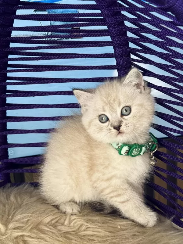 British Shorthair Lynx Point Yavrular