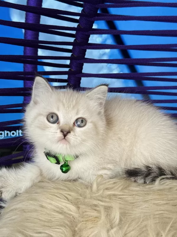 British Shorthair Lynx Point Yavrular
