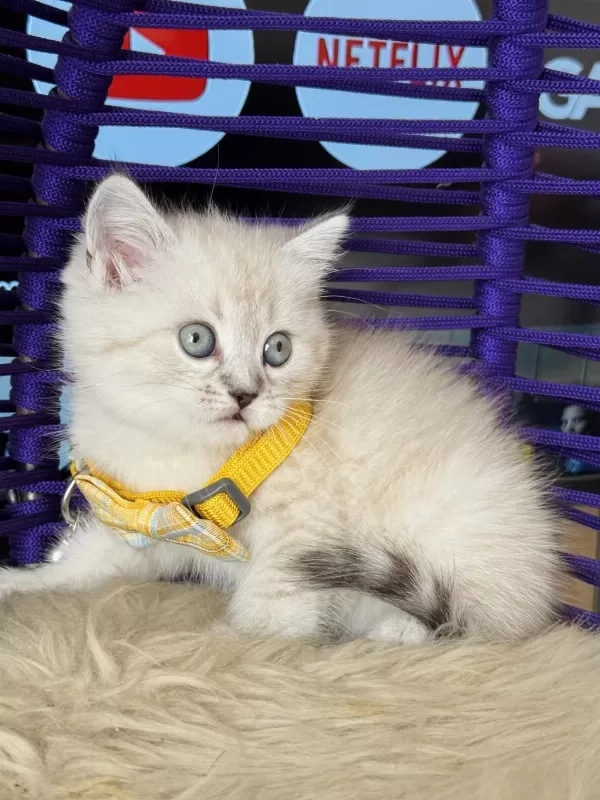 British Shorthair Lynx Point Yavrular