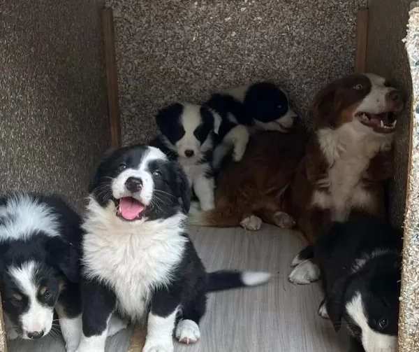 Son Derece Sağlıklı Ve Kaliteli Border Collie Bebekler