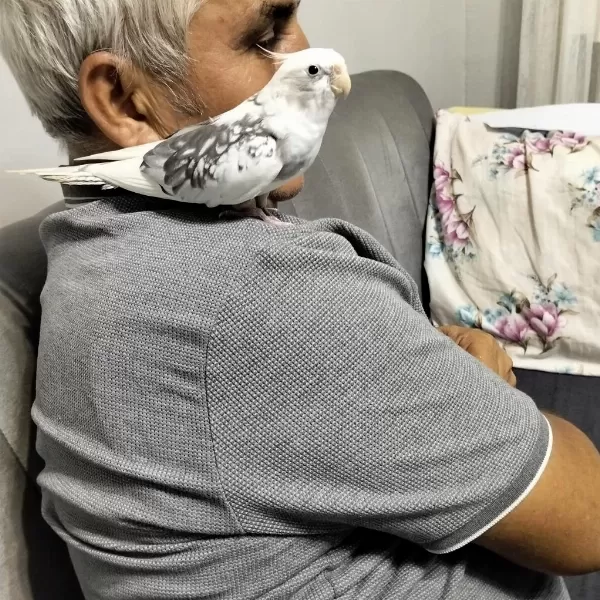 9 Aylık Erkek Sultan Papağanı