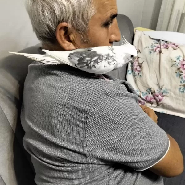 9 Aylık Erkek Sultan Papağanı
