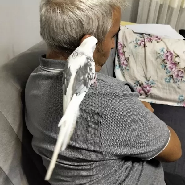 9 Aylık Erkek Sultan Papağanı