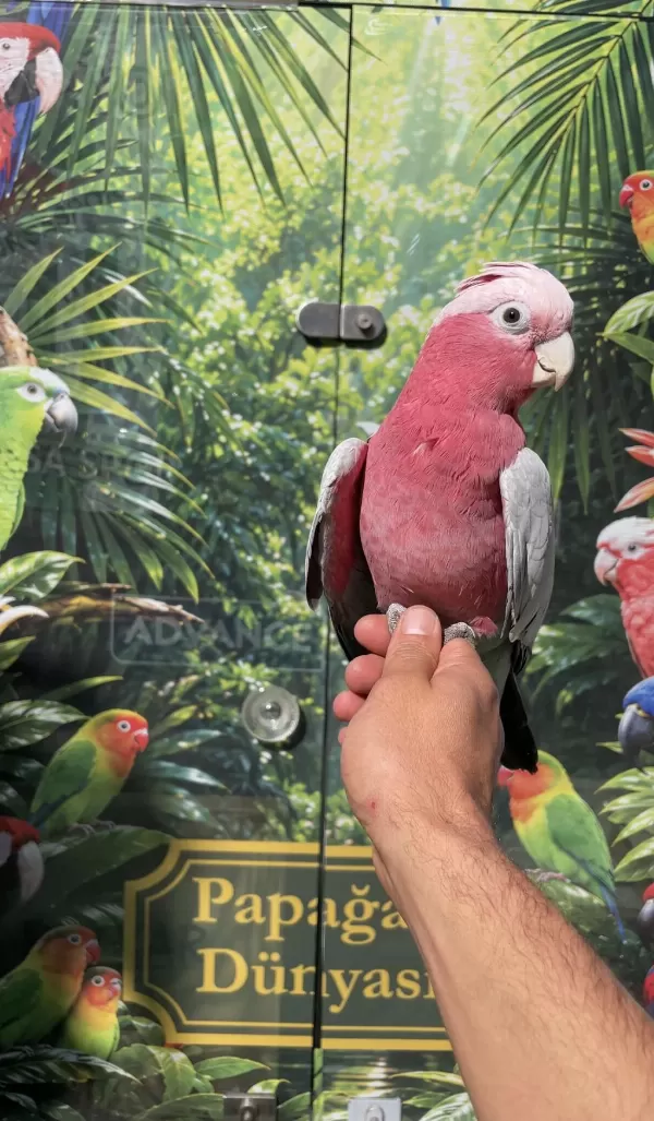 Evcil Gallah Rose Kakadu