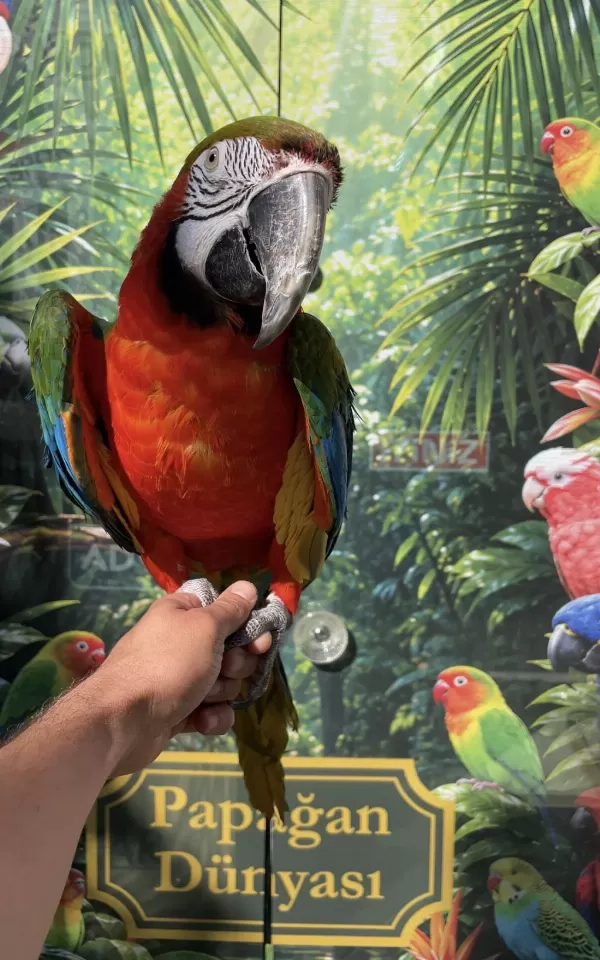Harika Ara Macaw Papağanı