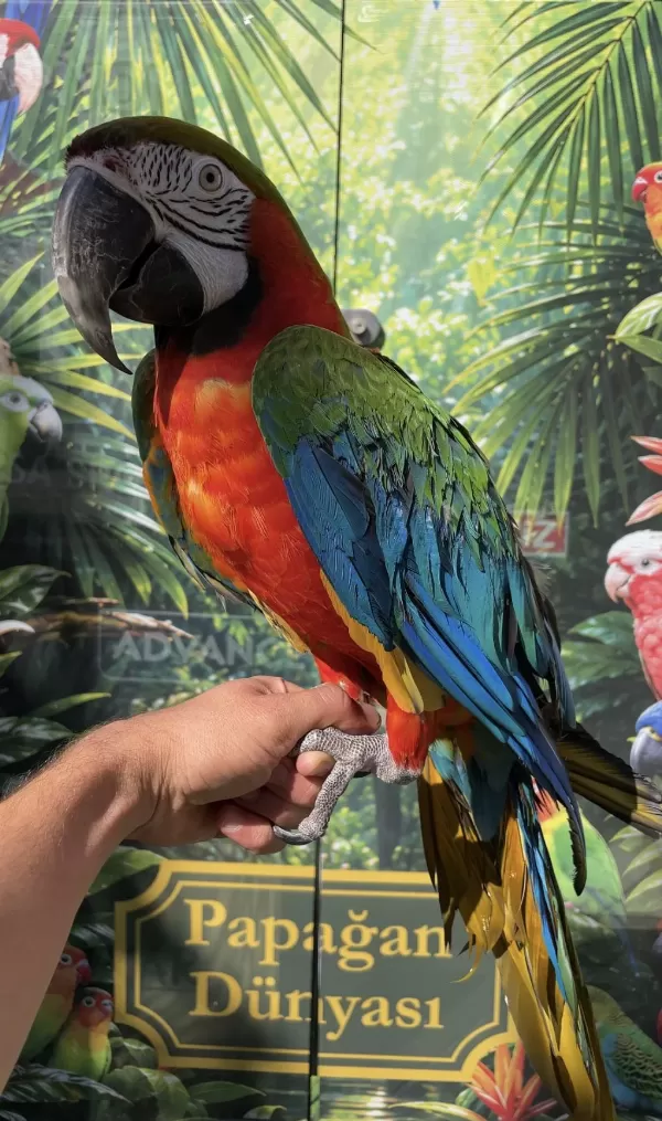 Harika Ara Macaw Papağanı