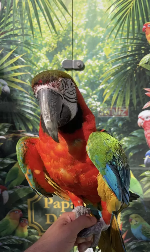 Harika Ara Macaw Papağanı
