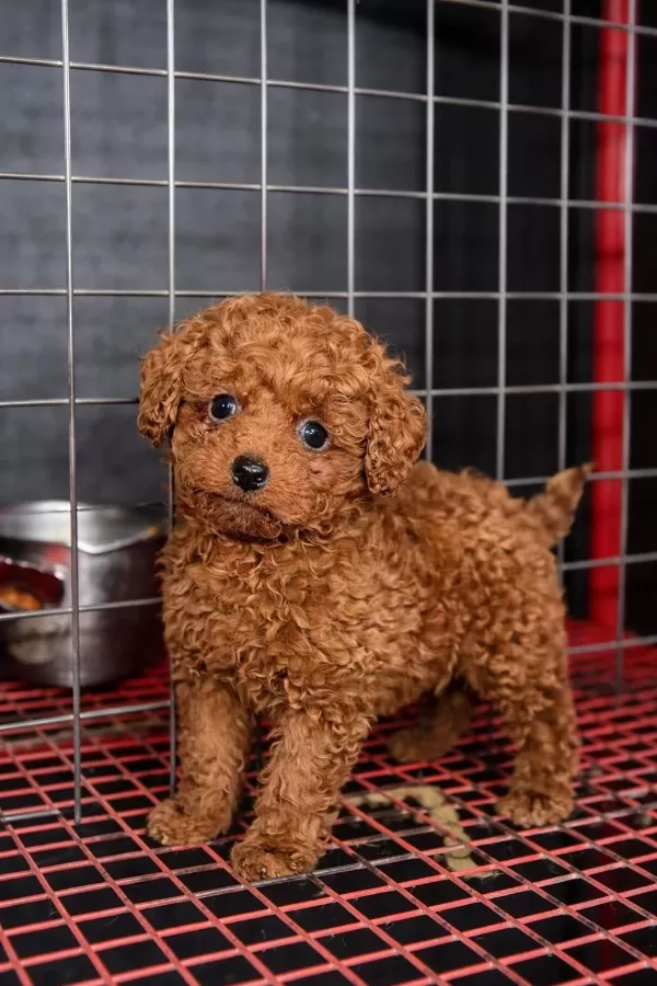Sağlıklı Kore Kan Toypoodle